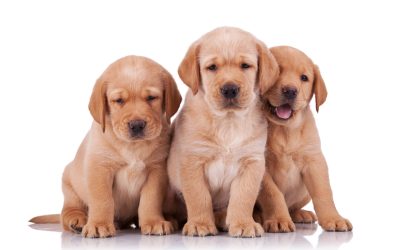 Common Puppy Problems Solved With Professional Puppy Training Dallas-Fort Worth TX
