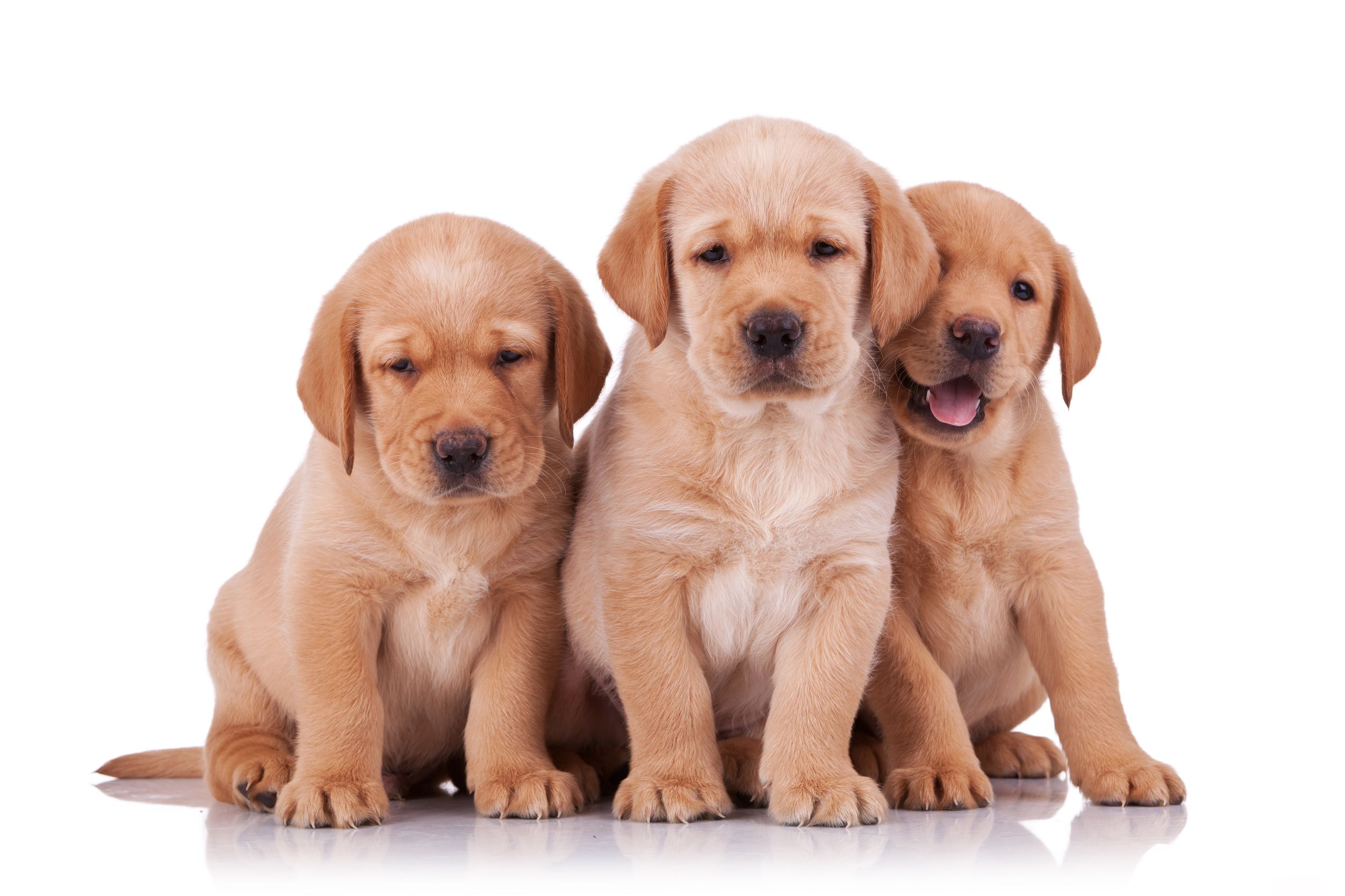Common Puppy Problems Solved With Professional Puppy Training Dallas-Fort Worth TX