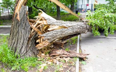 Homeowners Guide to Safe Emergency Tree Removal in Arvada, CO After Severe Weather Hits