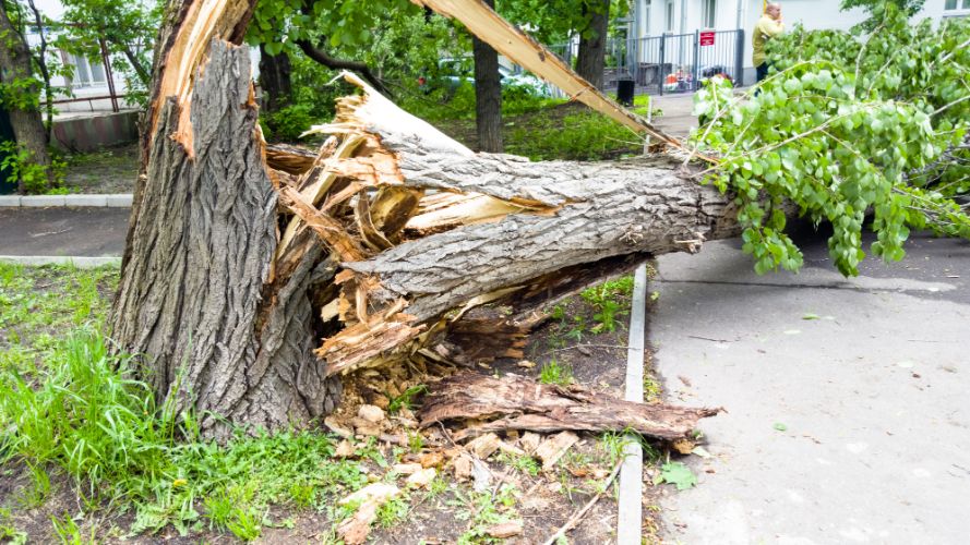 Homeowners Guide to Safe Emergency Tree Removal in Arvada, CO After Severe Weather Hits