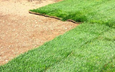 Achieve a Lush Lawn with the Best Bermuda Grass For Southern California Homes