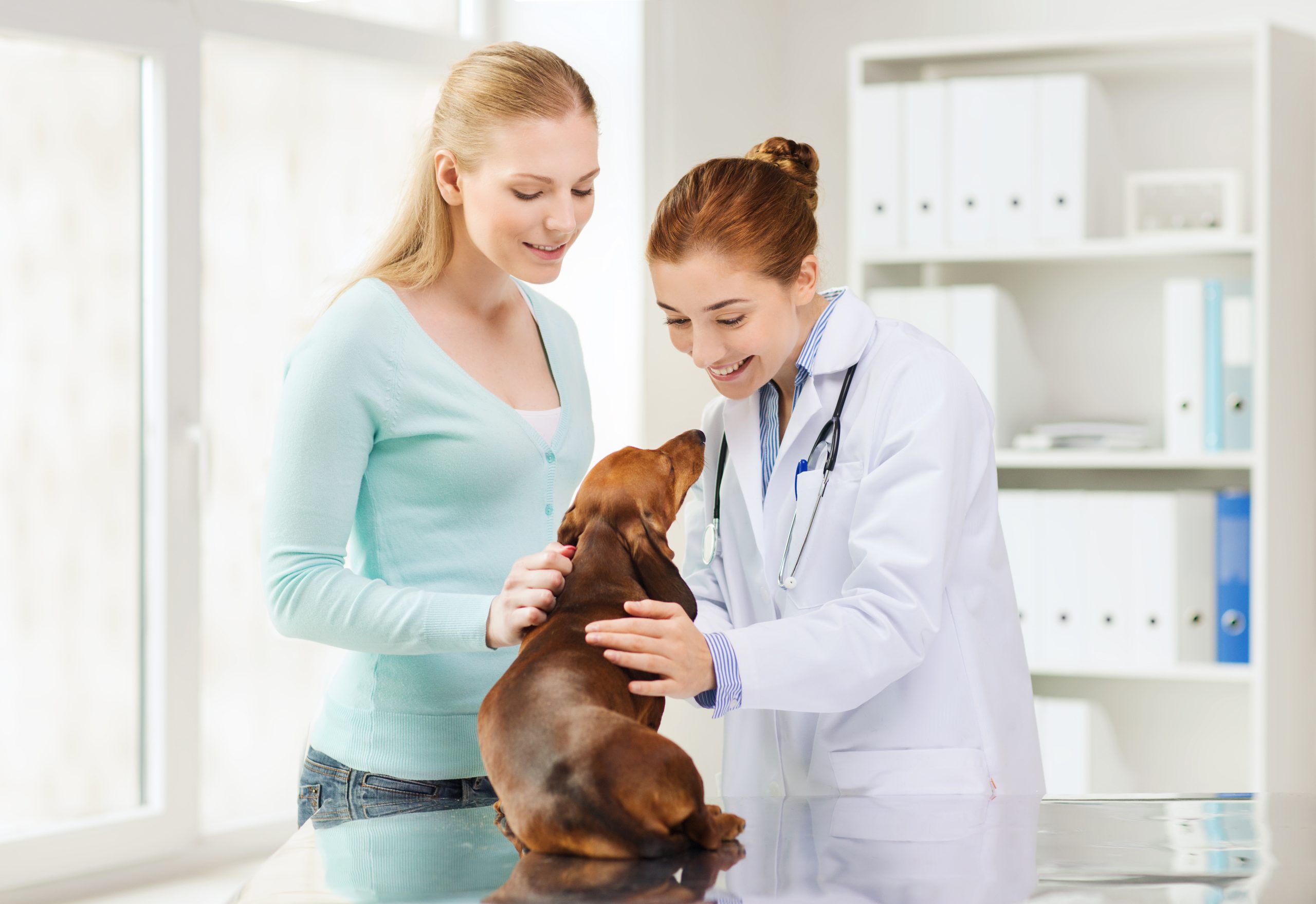 Key Benefits Americans Can Expect from Veterinary Care in Saskatoon