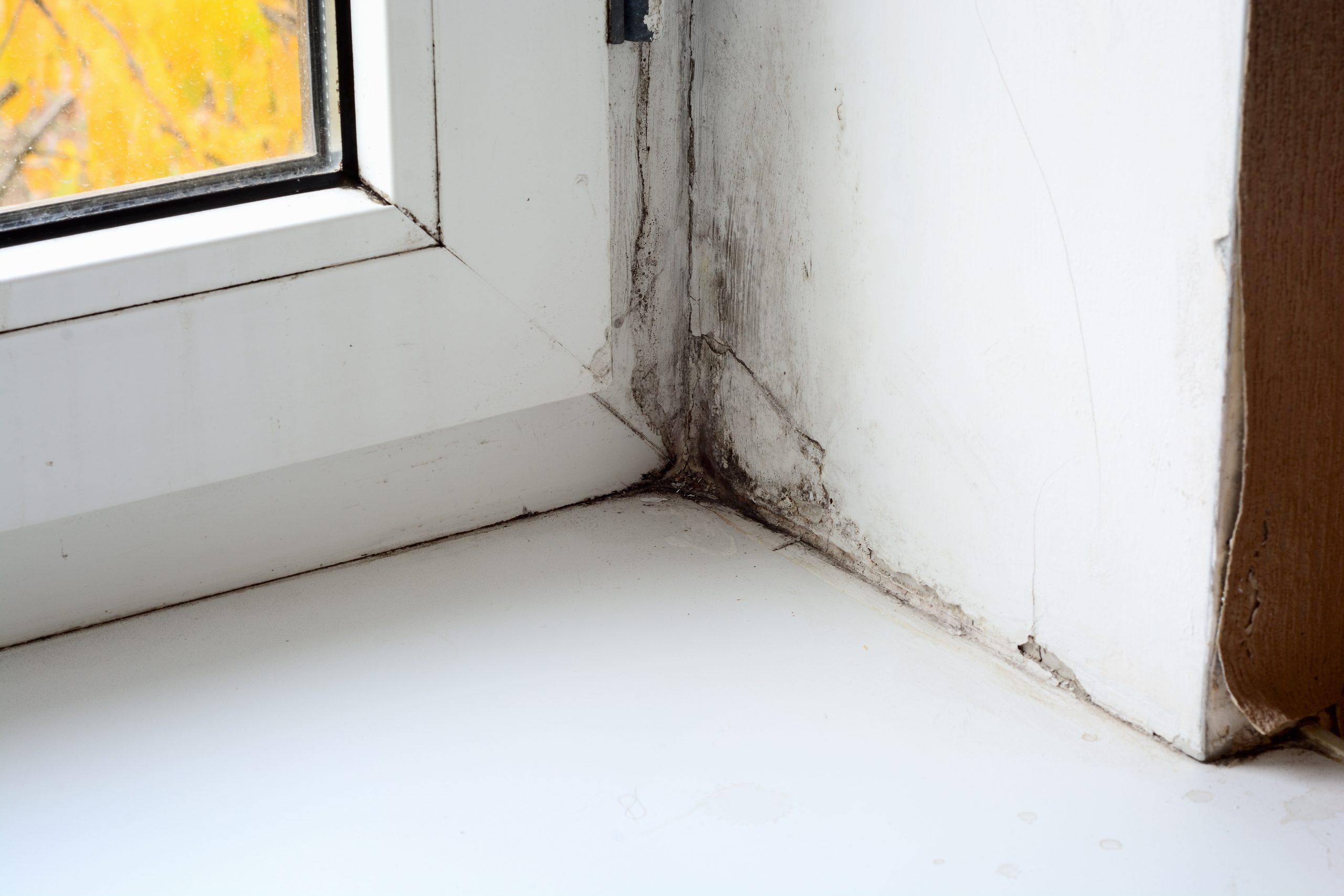 Safeguard Your Home Fast With Emergency Water Removal Riverton WY Services