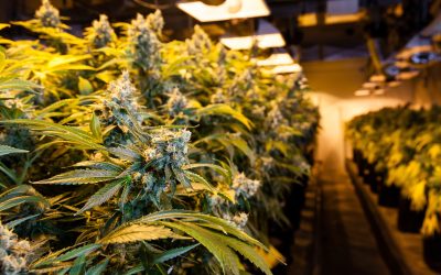 Enhance Your Wellness Routine with Premium Cannabis Flower Rochester NY Options