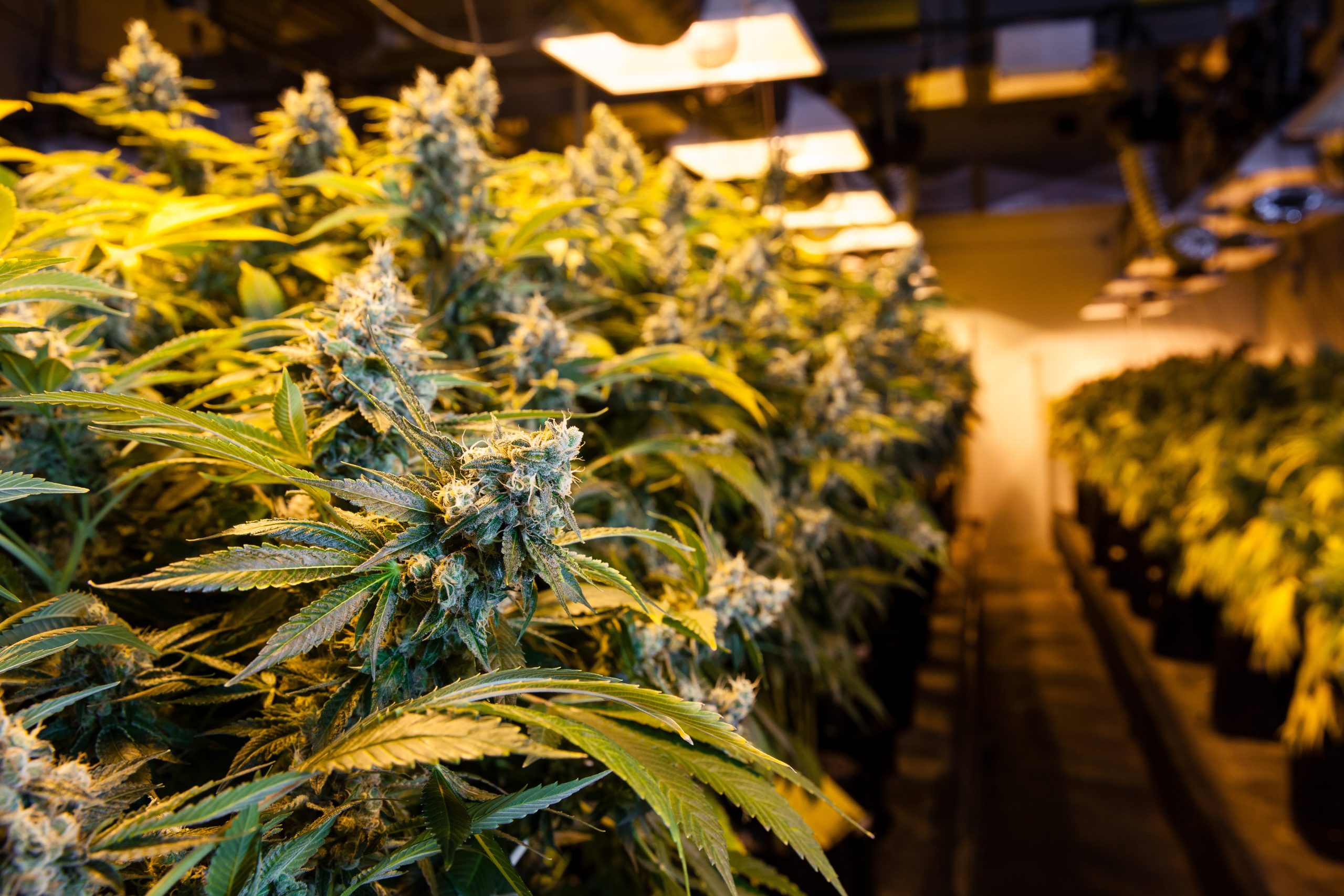 Enhance Your Wellness Routine with Premium Cannabis Flower Rochester NY Options