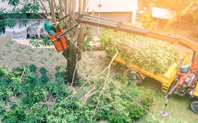 Improve Curb Appeal Through Reliable Tree Care Service in Spokane WA
