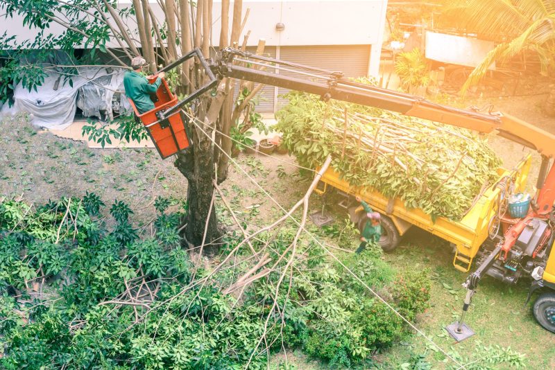 Benefits You Gain From Tree Pruning Services in Cranford, NJ for Healthy Landscapes