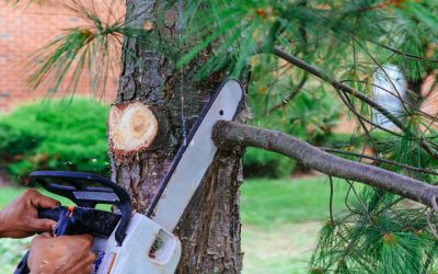 Improve Property Value Using Professional Residential Tree Services Tracy CA Experts