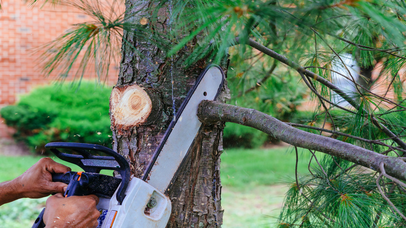 Essential Safety Tips When Choosing Tree Removal Jacksonville FL for Your Property