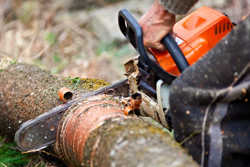Enhance Curb Appeal and Safety with Professional Tree Pruning Middletown NJ Services