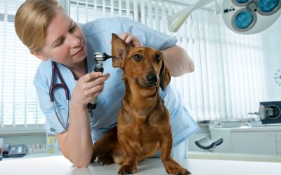 Caring for Pets at Night with a 24 Hour Emergency Veterinarian Seattle WA Locals Trust