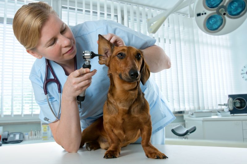 Caring for Pets at Night with a 24 Hour Emergency Veterinarian Seattle WA Locals Trust