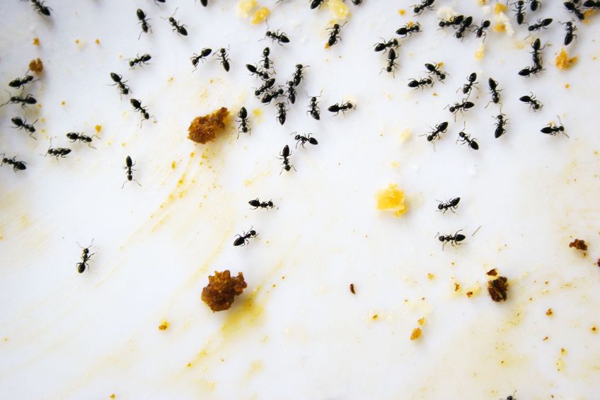 Solutions to Common Home Issues With Ant Pest Control Cedar Grove NJ Experts