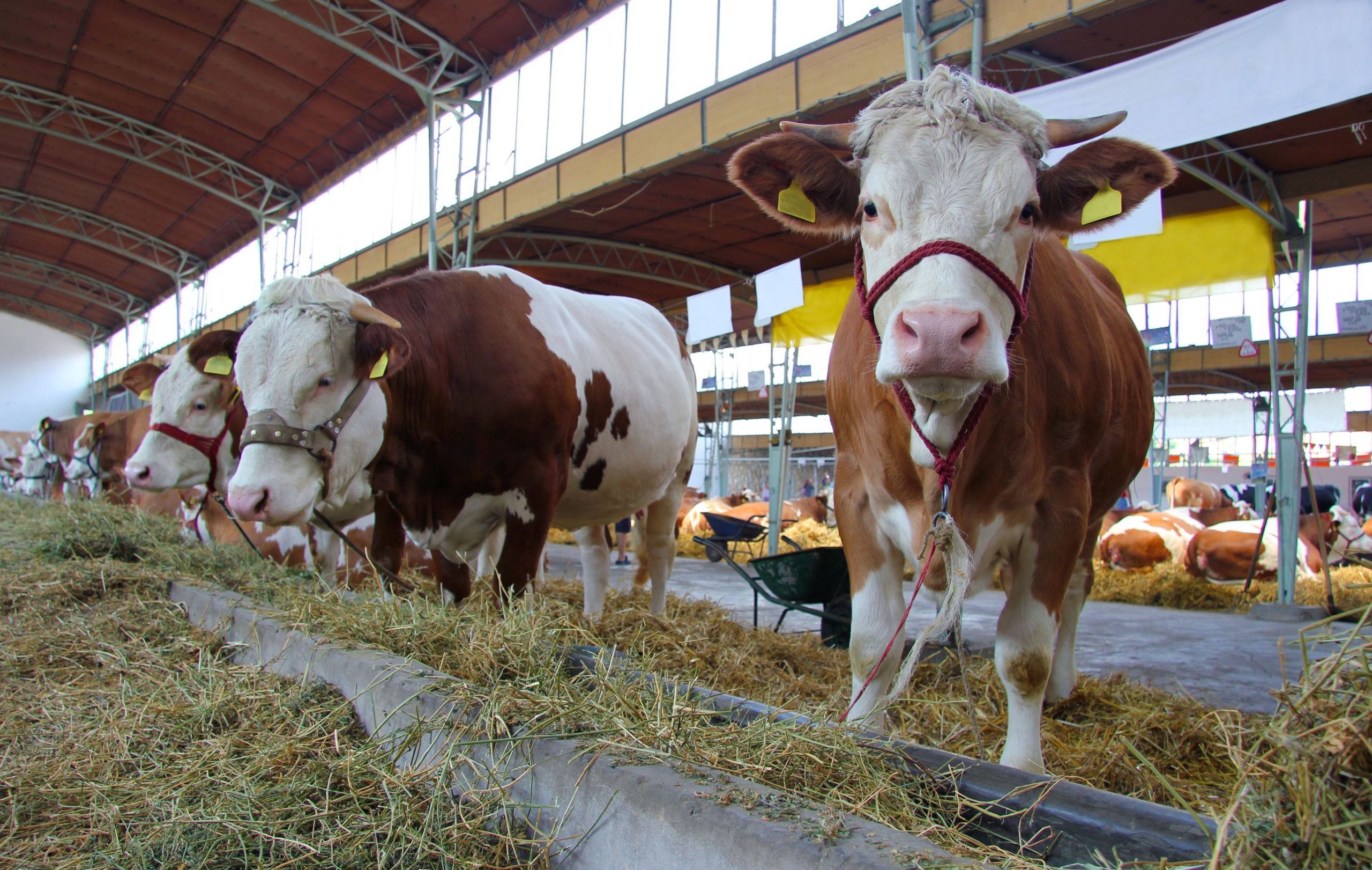 Enhance Your Farm’s Efficiency Using Custom Livestock Feed Winkler MB Nutrition Plans