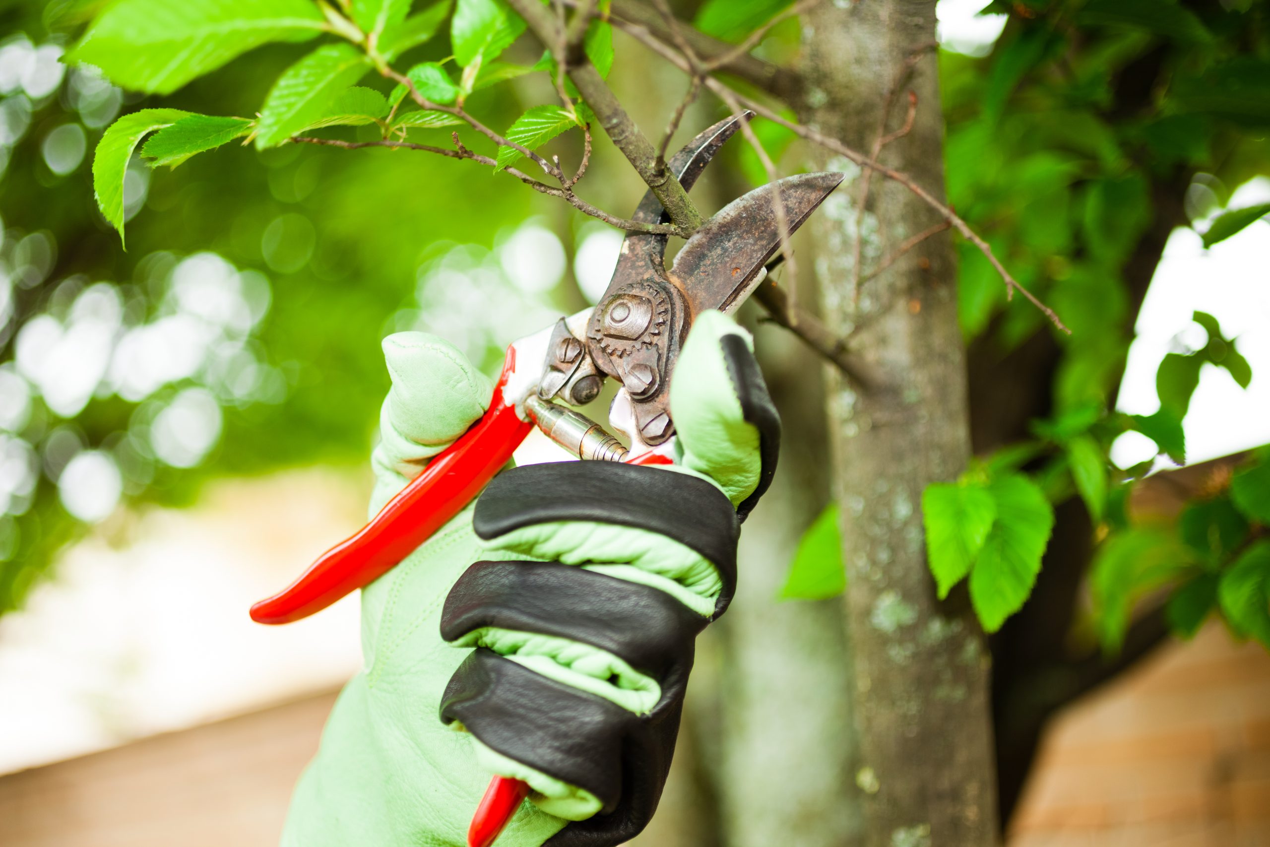 Keep Your Property Safe With Reliable Tree Service Eugene OR Homeowners Trust Most