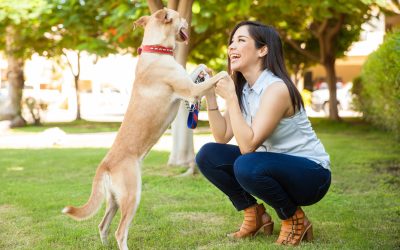 Solutions for Common Behavior Issues With Dog Training in Santa Clara County CA Services