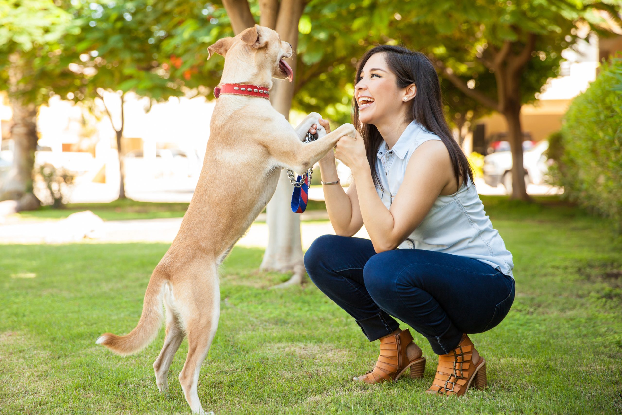 Solutions for Common Behavior Issues With Dog Training in Santa Clara County CA Services