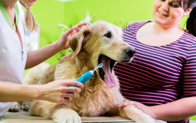 Essential Tips for Stress-Free Pet Grooming Regina Owners Should Know for Better Results