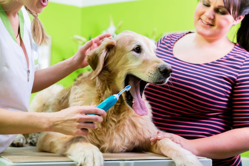 Essential Tips for Stress-Free Pet Grooming Regina Owners Should Know for Better Results